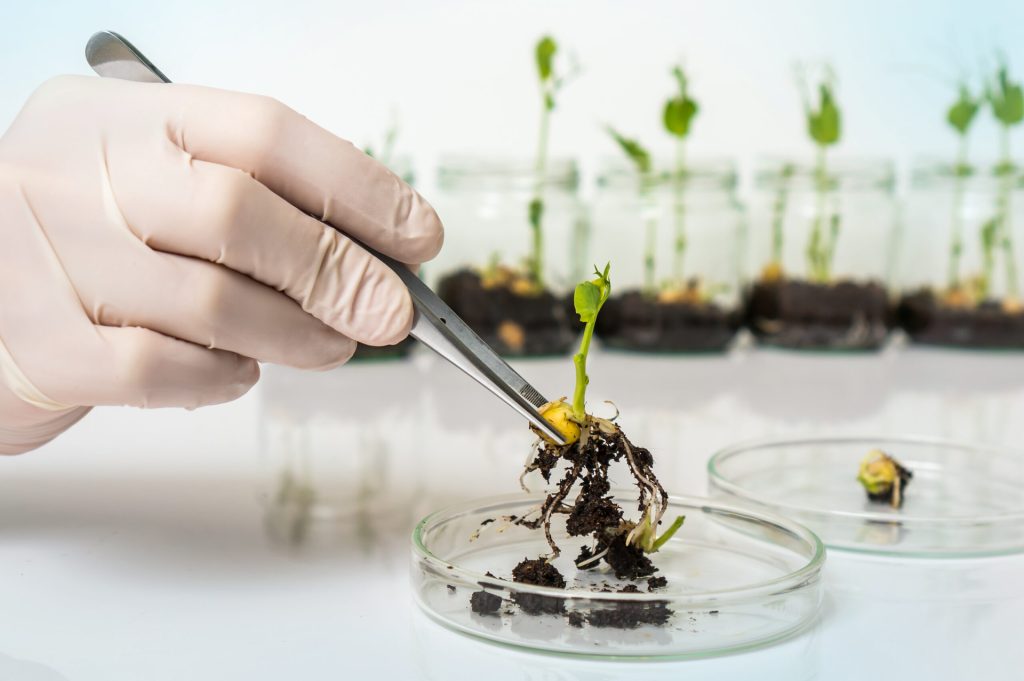 Slow Food: &laquo;La Commissione europea fa marcia indietro e apre la porta ai nuovi OGM&raquo;