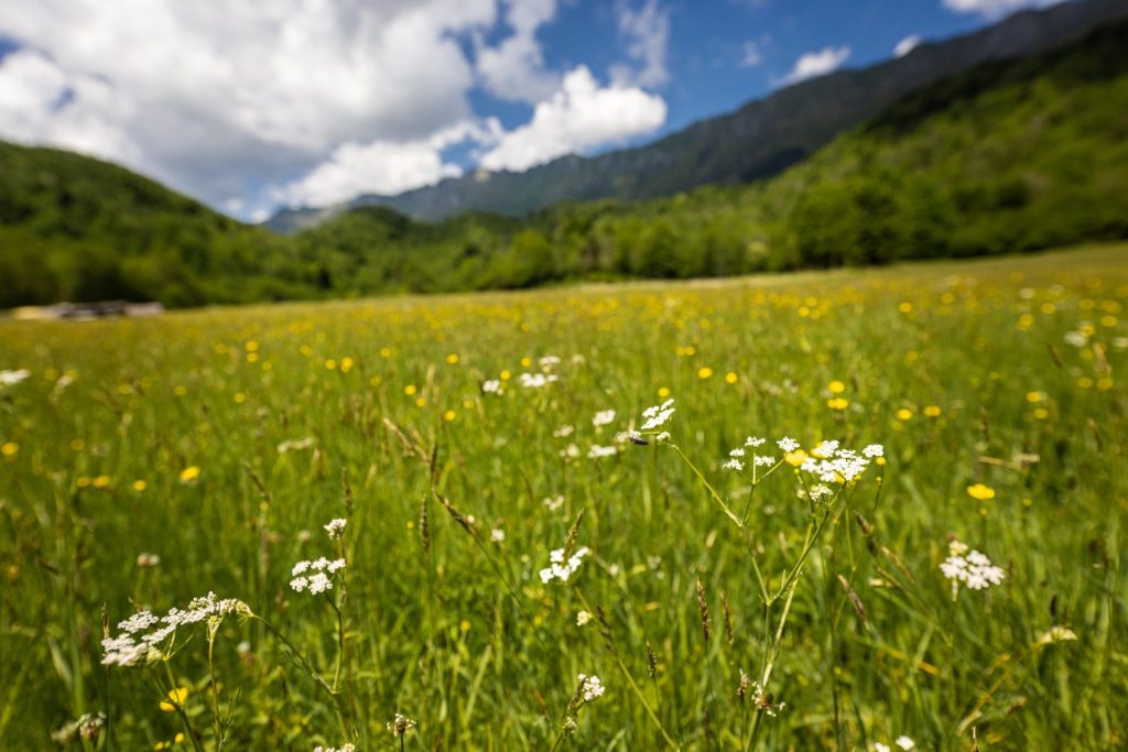 Slow Food: &laquo;Manifesto per salvare i prati stabili&raquo;