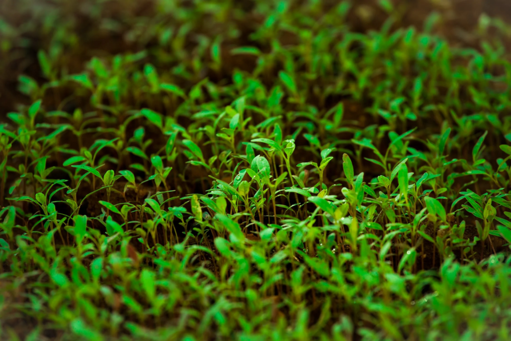Slow Food: &laquo;Senza suolo non c&rsquo;&egrave; sovranit&agrave; agroalimentare. Senza terra non c&rsquo;&egrave; vita&raquo;