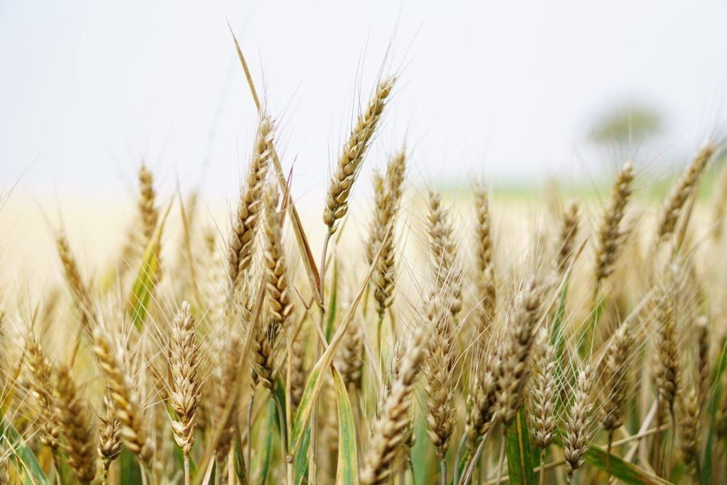 &laquo;Smascheriamo l&rsquo;agroindustria &ldquo;rigenerativa&rdquo;&raquo;: al via la campagna per difendere l&rsquo;Agricoltura Rigenerativa