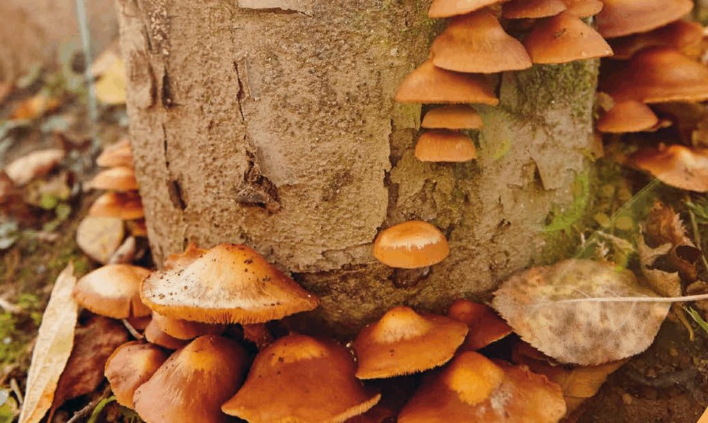 Sui tronchi, in aiuola, sulla paglia o sui fondi di caff&egrave;: ecco come coltivare i funghi bio