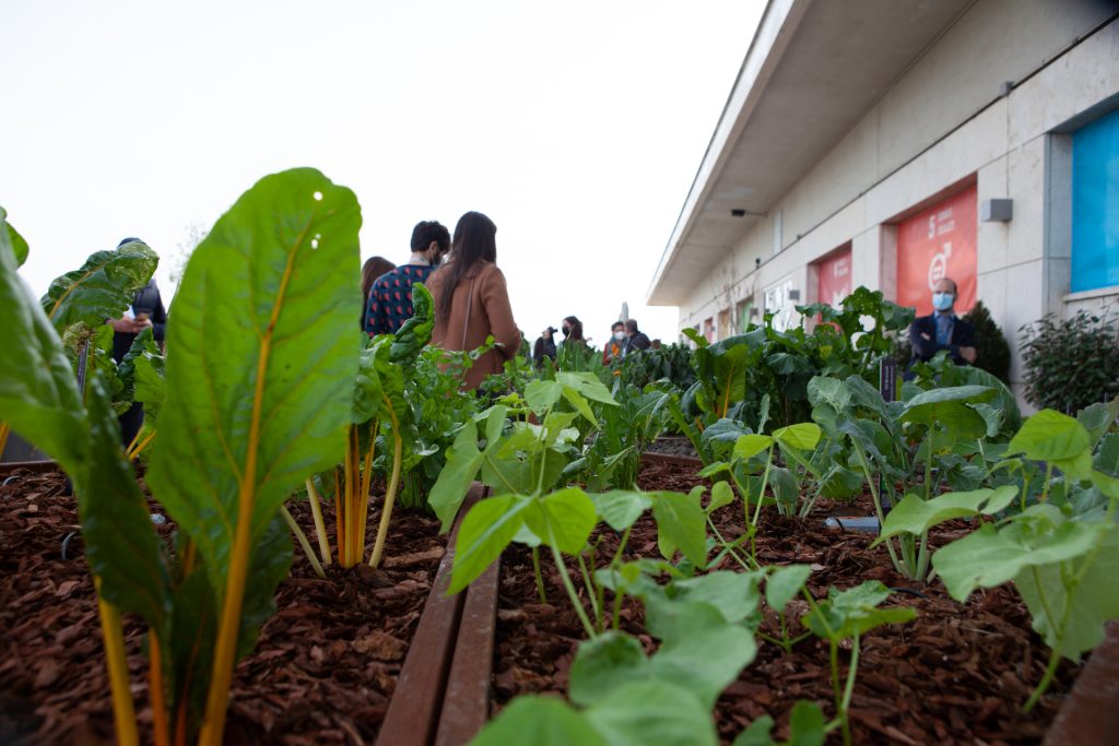 Sul tetto della FAO l’orto biologico realizzato da NaturaS&igrave;