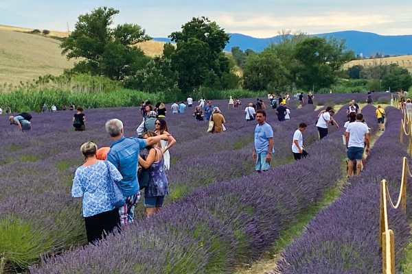 Torna il Festival &ldquo;I Giorni della Lavanda&rdquo;