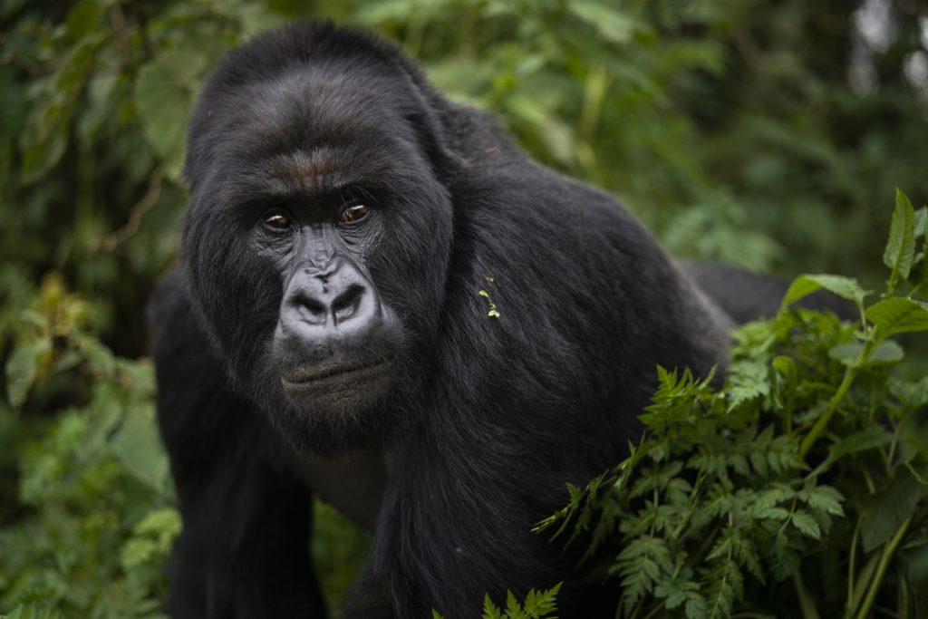 Uccise Rafiki, uno dei pi&ugrave; noti gorilla di montagna ugandesi: condannato a 11 anni di carcere