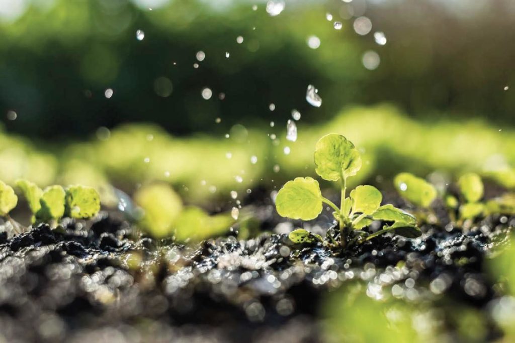 Un orto pi&ugrave; fertile con la biodinamica