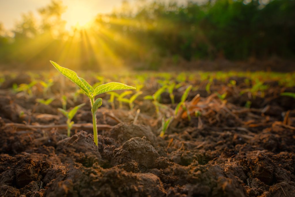 Un&rsquo;universit&agrave; popolare per la bioagricoltura