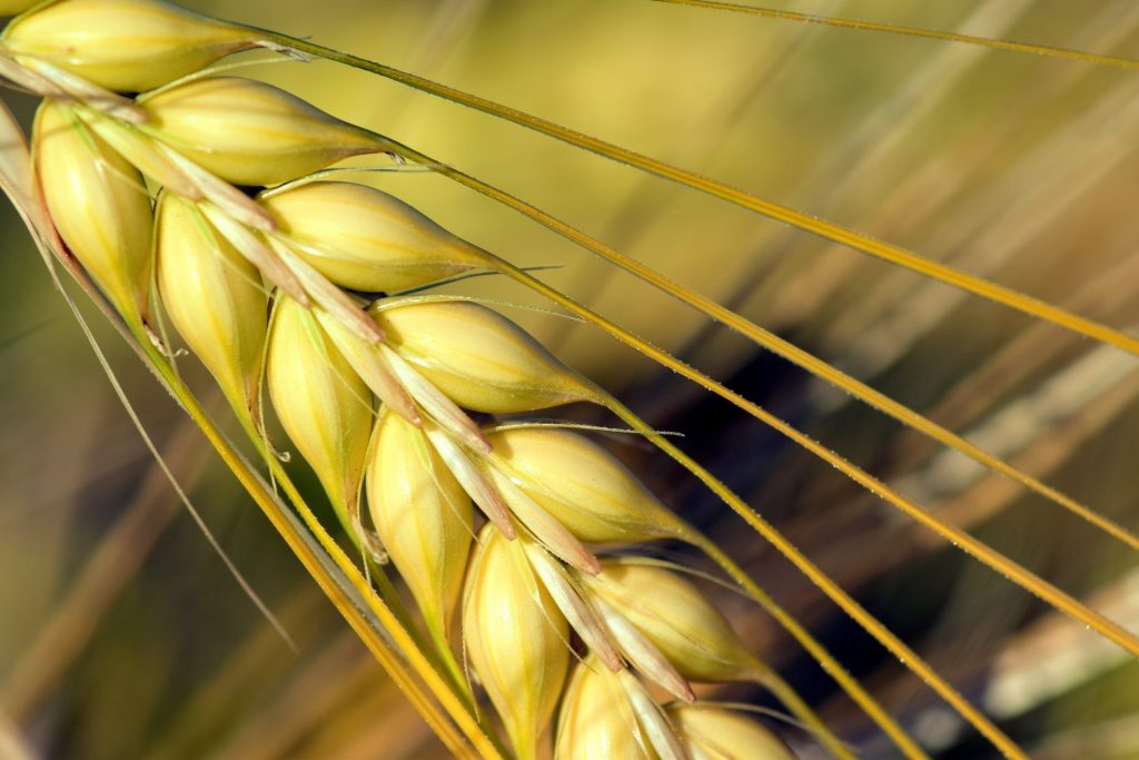 Vandana Shiva: &laquo;L&rsquo;agricoltura ecologica &egrave; cura della Terra&raquo;