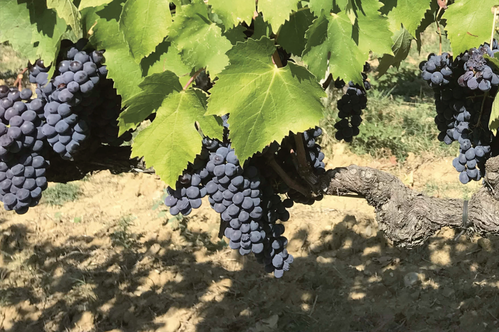 Vino slow: cosa ci aspetta