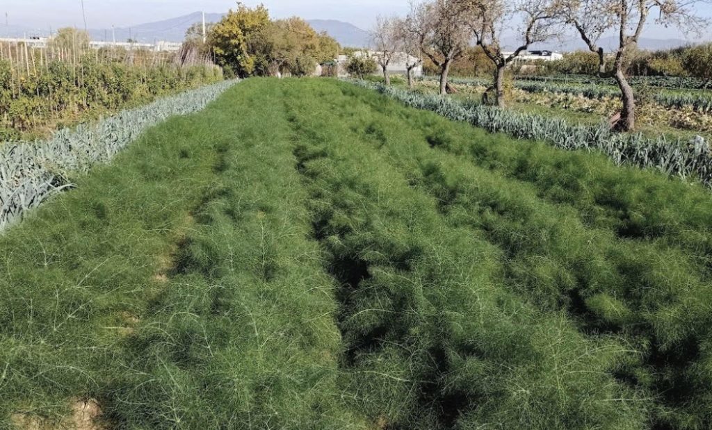 Vuoi avviare un&rsquo;attivit&agrave; agricola? Ecco i consigli per scegliere il luogo