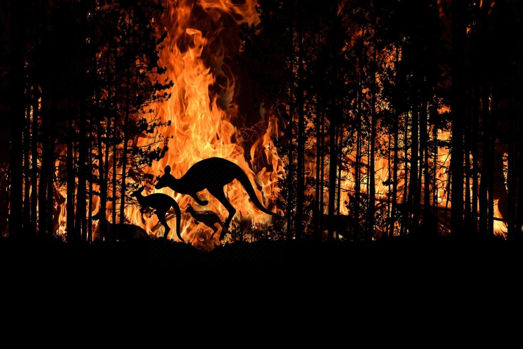 WWF: &laquo;Incendi in Australia, 49 specie hanno perso oltre l’80% del loro habitat&raquo;