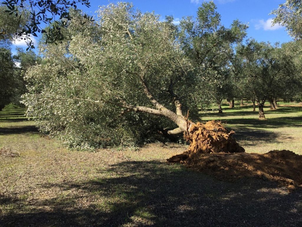 Ferroni (WWF): &laquo;La xylella e gli agricoltori disubbidienti&raquo;