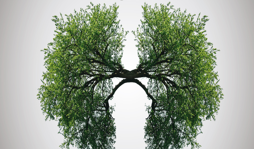 #oltrelepagine. Salviamo gli alberi delle nostre citt&agrave;
