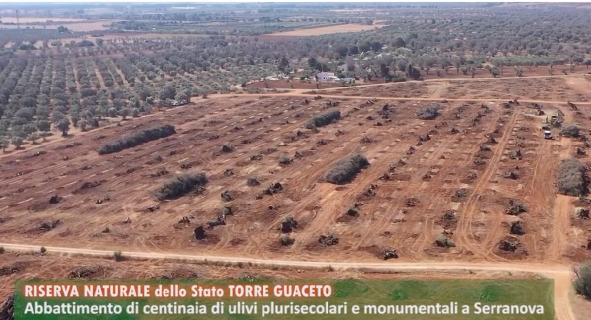 Comitato UliVivo: &laquo;Raid in area protetta, ulivi secolari massacrati&raquo;