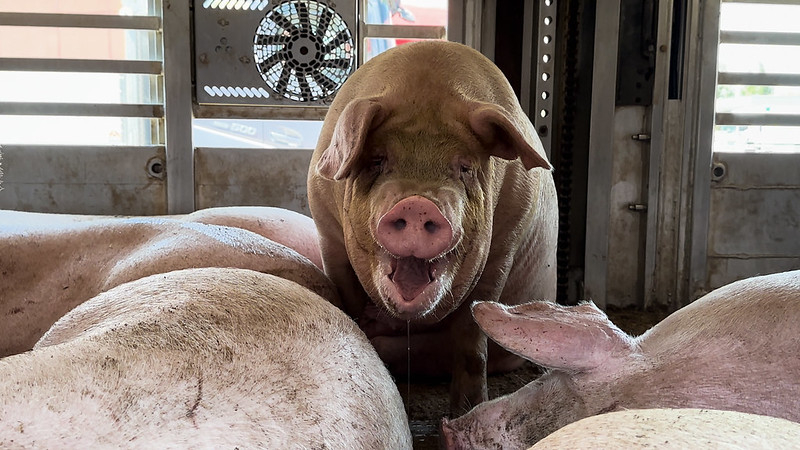 Essere Animali: &laquo;Trasporti di animali, le crudelt&agrave; non si fermano&raquo;