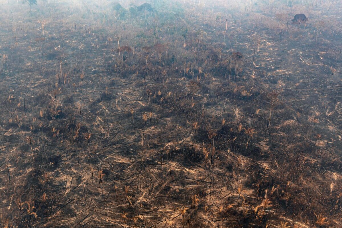 Greenpeace: &laquo;Aumenta la deforestazione nell’Amazzonia brasiliana&raquo;