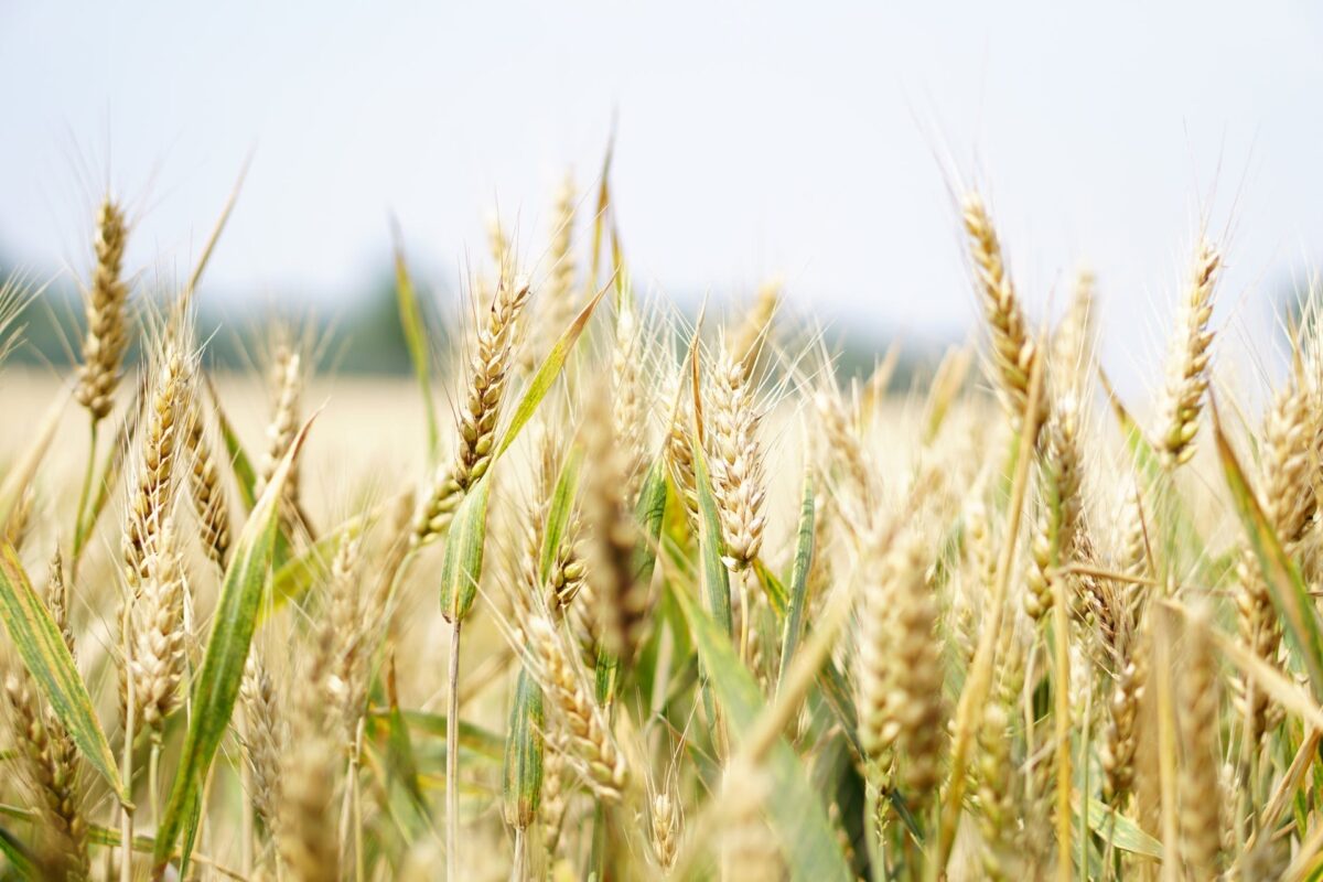 &laquo;Il cibo non pu&ograve; sottostare a mere logiche di mercato e allo strapotere delle multinazionali dell’agroindustria&raquo;: l’editoriale