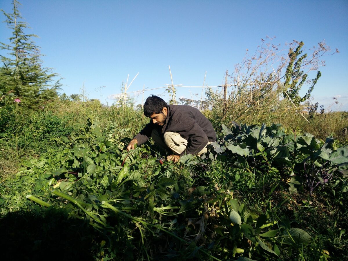 L&rsquo;agricoltura &ldquo;del non fare&rdquo; in Italia: teoria e pratica di un approccio rispettoso della natura