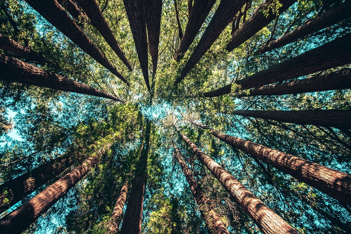 La Nature Restoration Law in stallo