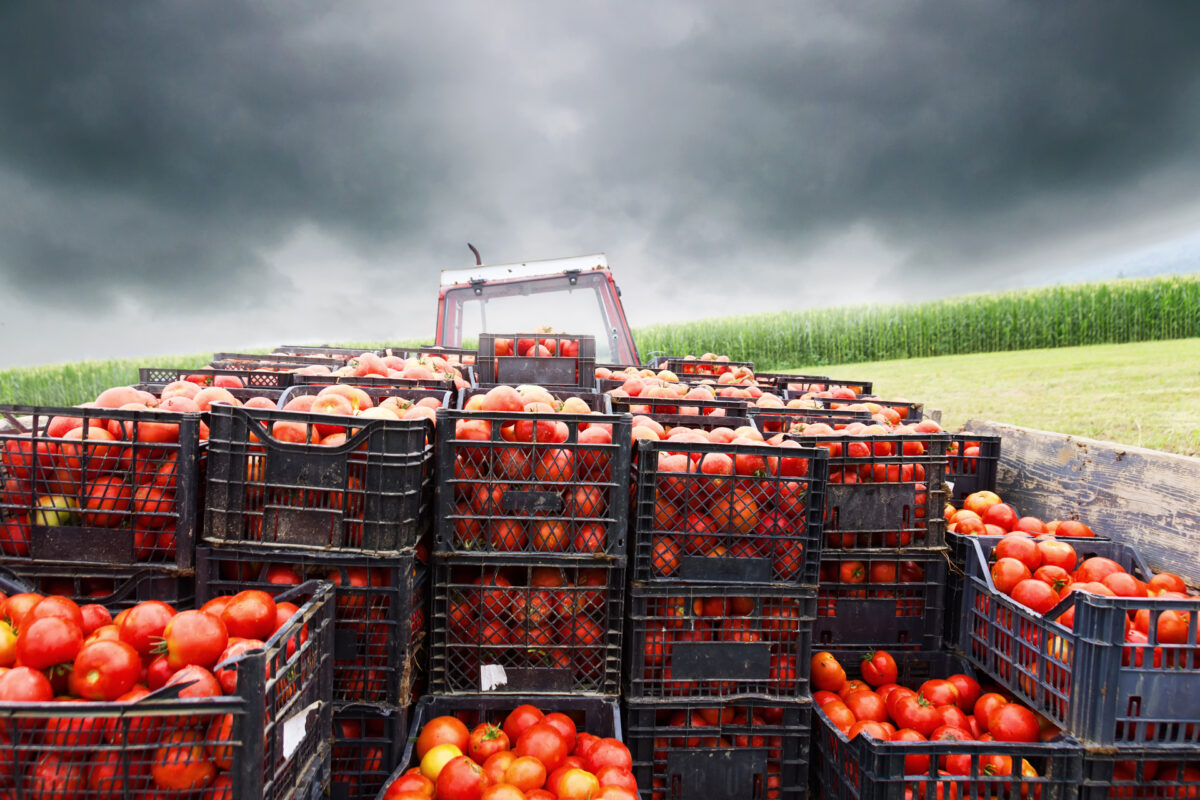 Nappini, Slow Food: &laquo;Caporalato conseguenza di un sistema che produce schiavit&ugrave;, sfruttamento e morte in nome del profitto&raquo;