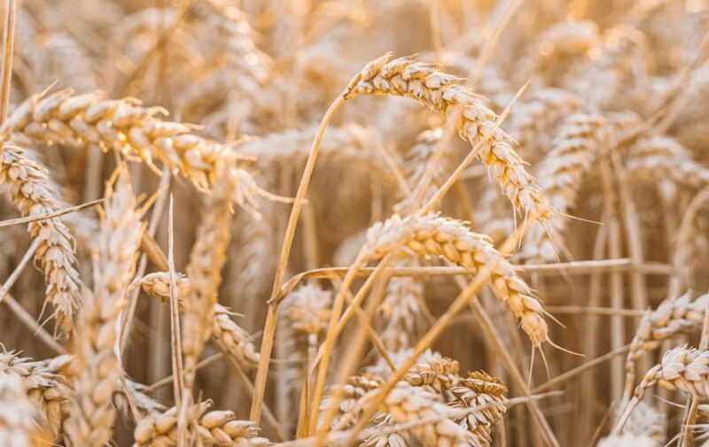 agricoltura