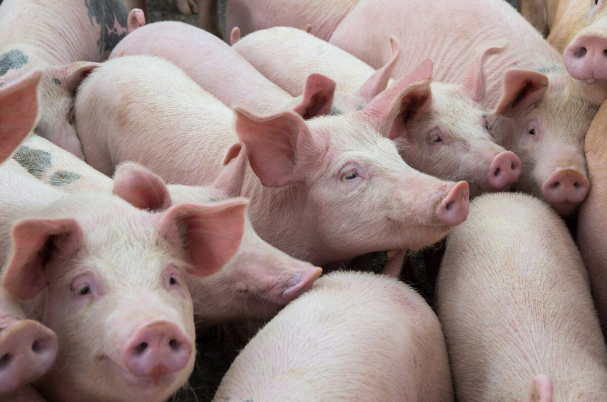 Slow Food: &laquo;Peste suina: gli allevamenti industriali aumentano i rischi&raquo;