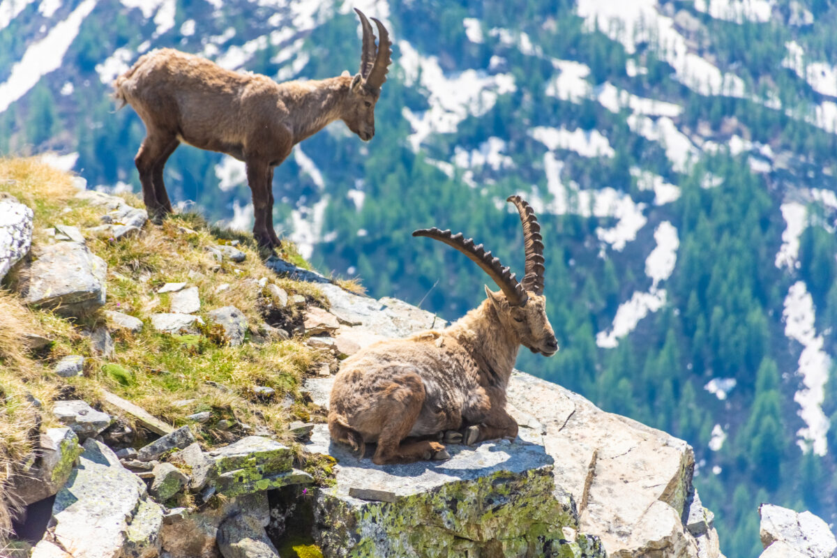 WWF: &laquo;Il Parlamento vuole aprire la caccia allo stambecco&raquo;