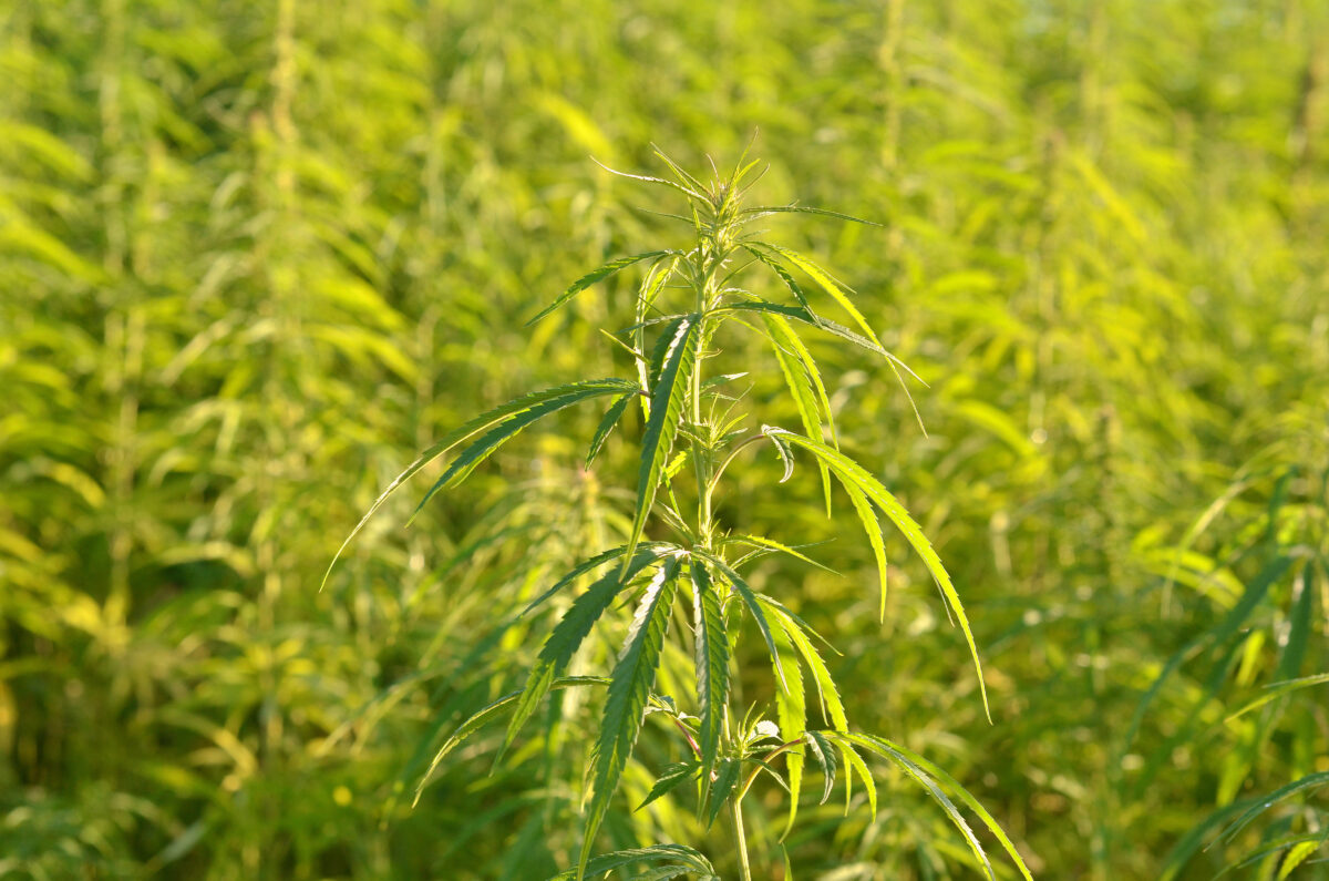 Associazione Canapa Sativa: &laquo;Il Tar sospende il decreto sul CBD&raquo;
