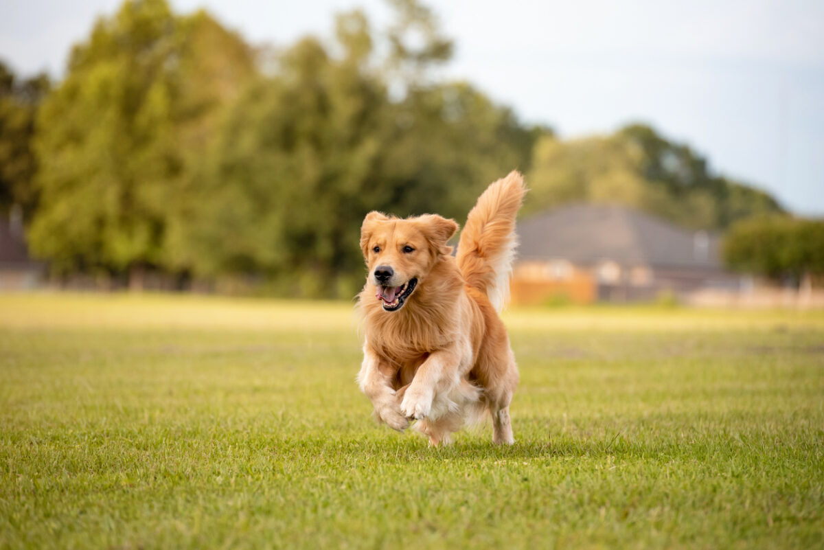 Shampoo antipulci agli oli essenziali per il cane