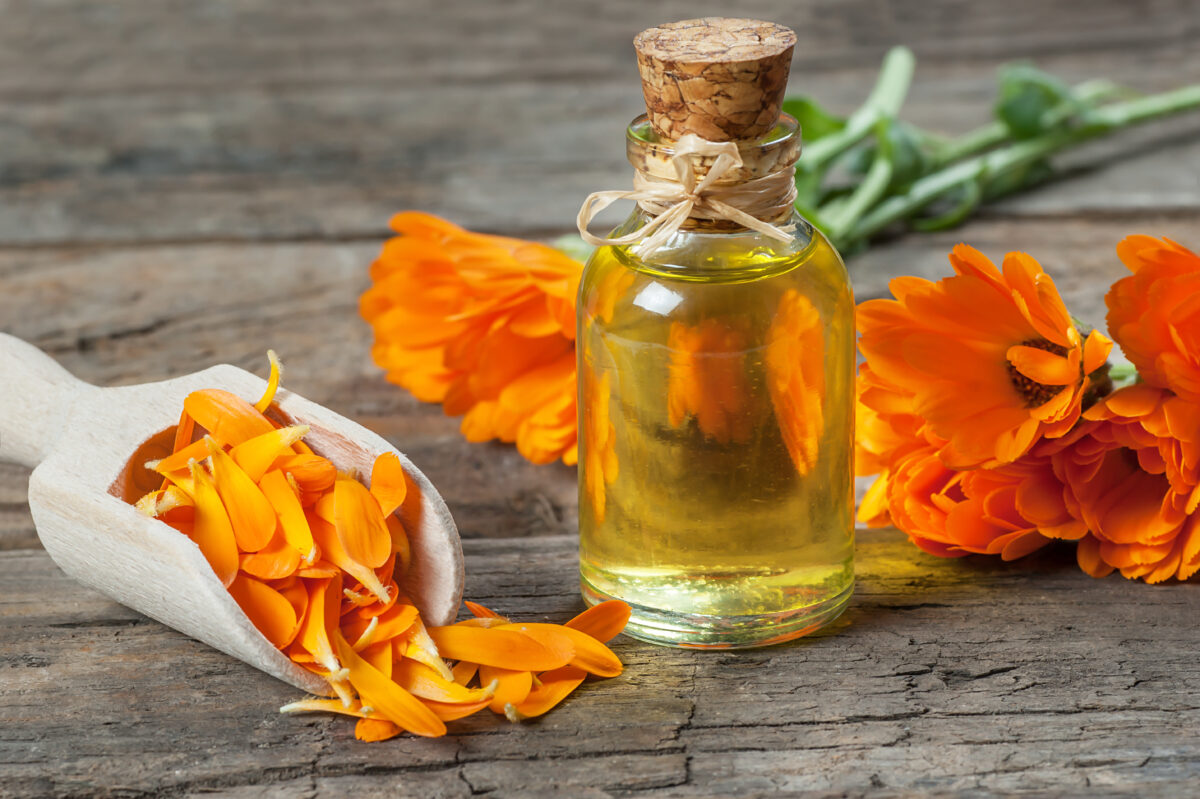 Calendula: le propriet&agrave; e i consigli per coltivarla