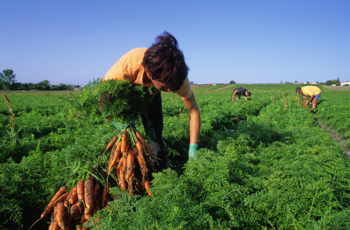 In 15 anni l&rsquo;italia ha perso met&agrave; delle sue piccole aziende agricole
