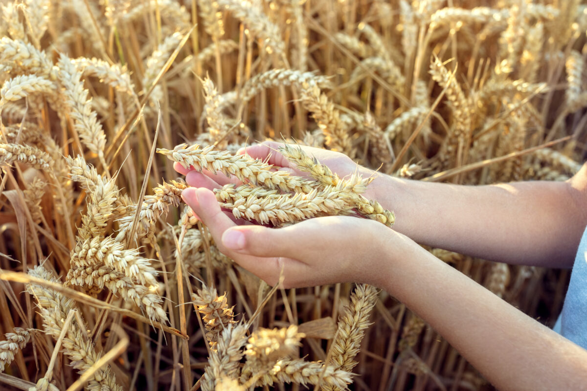A chi d&agrave; fastidio il biologico italiano?