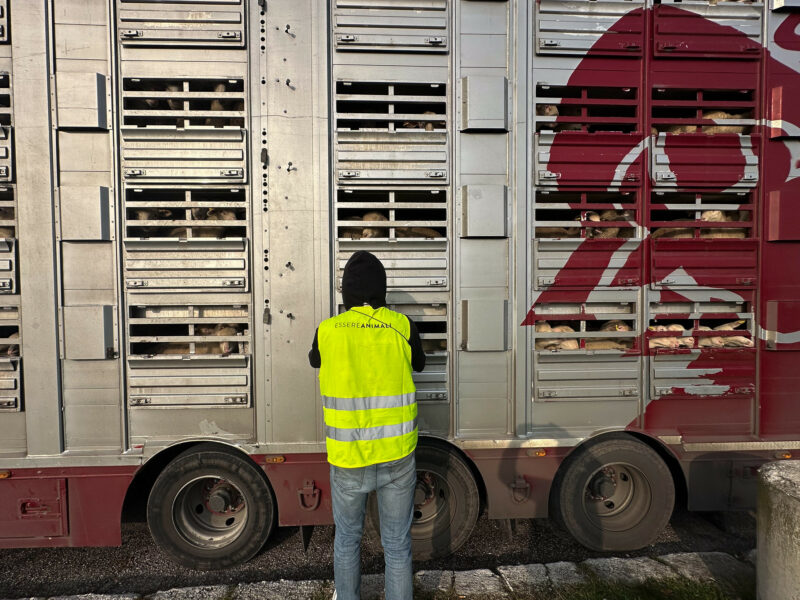 Trasporto di agnelli vivi - Foto Essere Animali