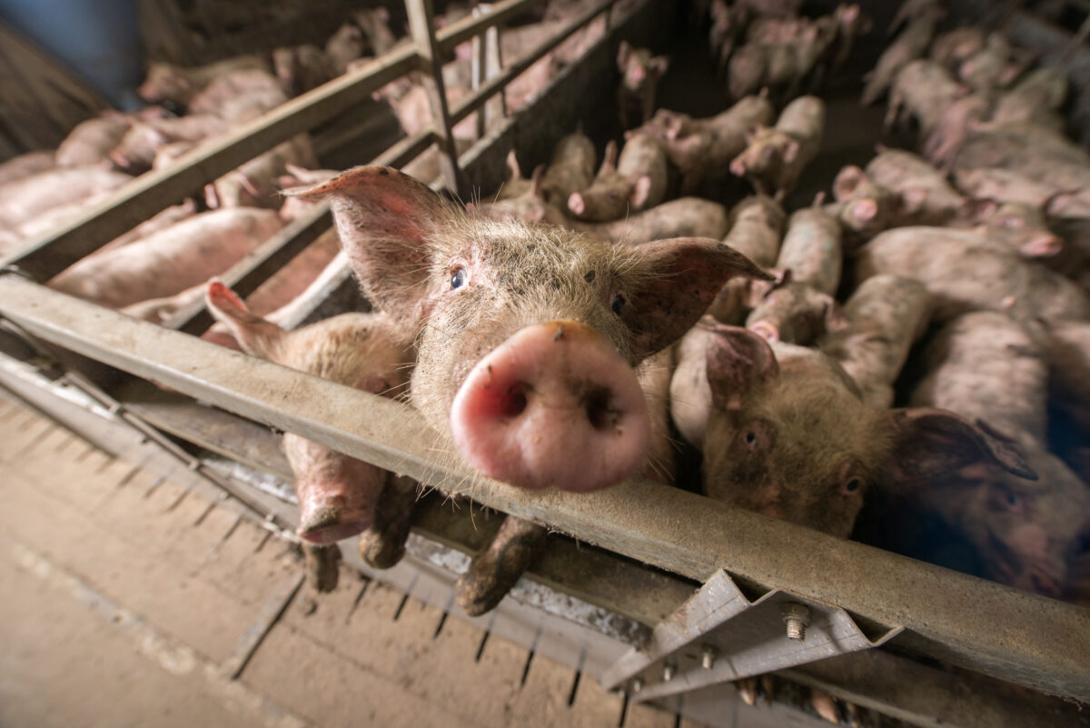 Legambiente: &laquo;Allevamenti intensivi: in Lombardia 1 animale ogni 2 abitanti&raquo;