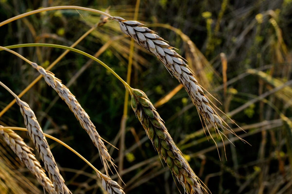 La denuncia: &laquo;Agroecologia, tagliati fondi per la ricerca&raquo;