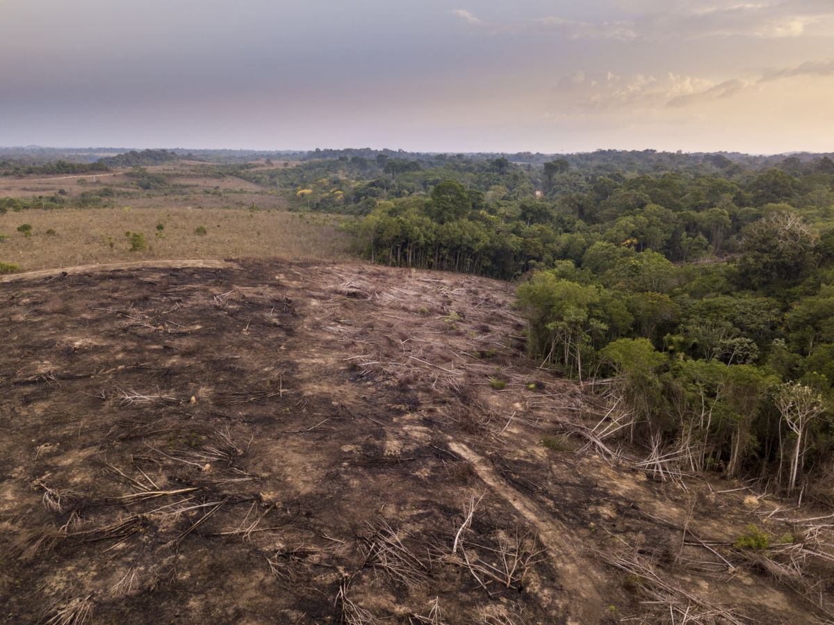 Brasile: si disbosca un&rsquo;area di Amazzonia per costruire un&rsquo;autostrada per la COP30