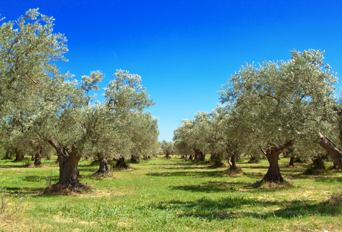 Ulivivo: &laquo;Indagine sulla xylella non ancora archiviata&raquo;