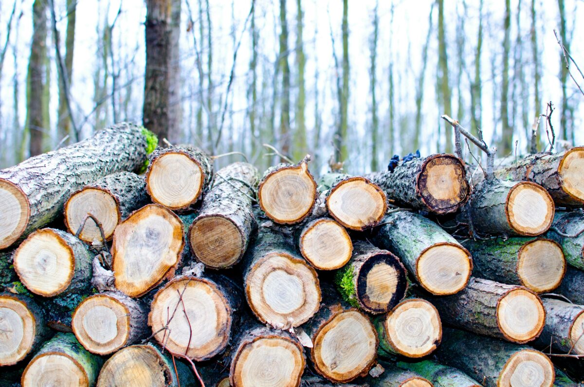 Alberi abbattuti in tutta Italia: cosa sta succedendo?
