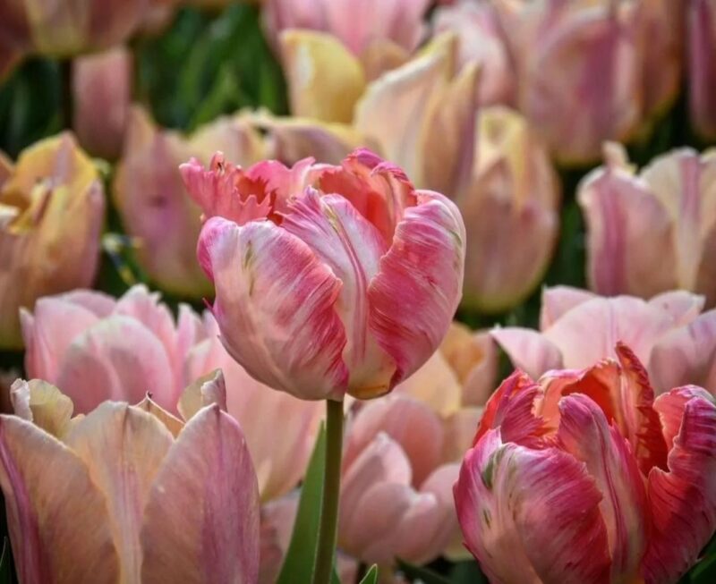 fiori