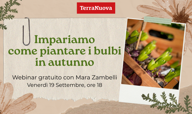 Impariamo a piantare i bulbi in autunno: webinar gratuito