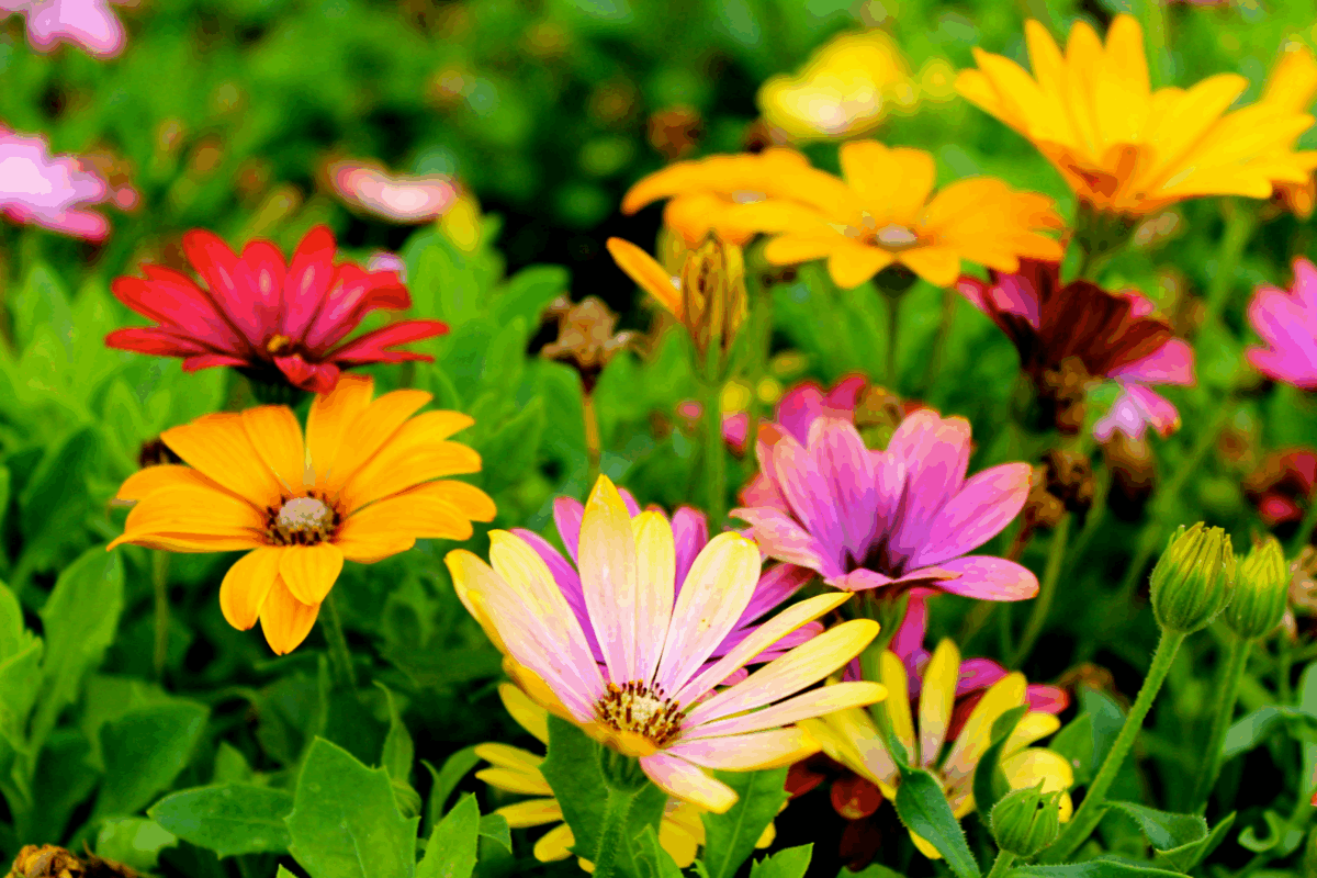 Fioriture e buon governo del giardino