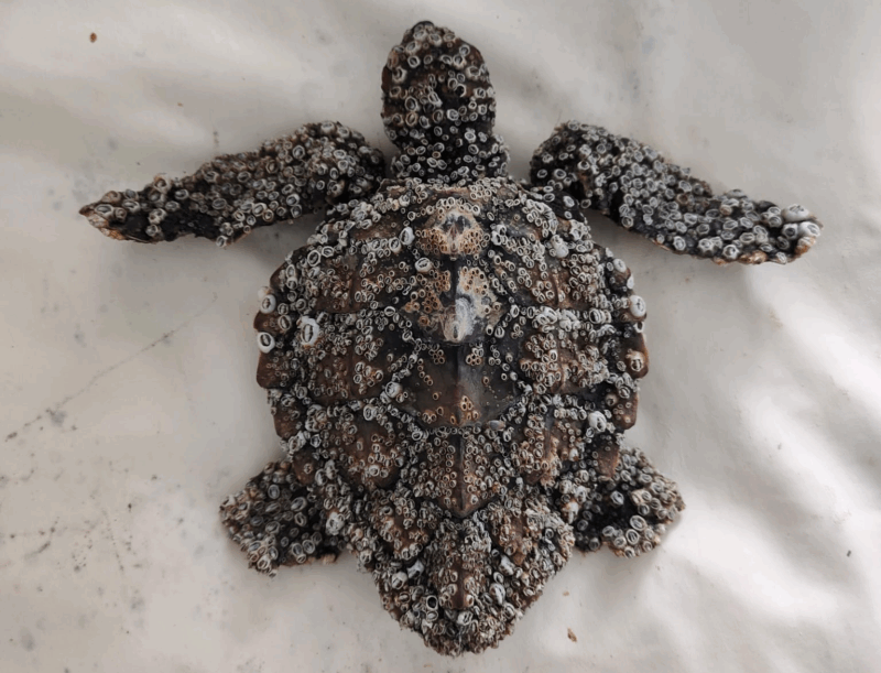 tartaruga debilitata