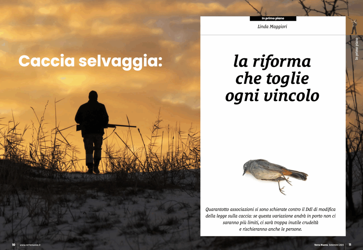 Speciale "Caccia selvaggia: la riforma che toglie ogni vincolo"