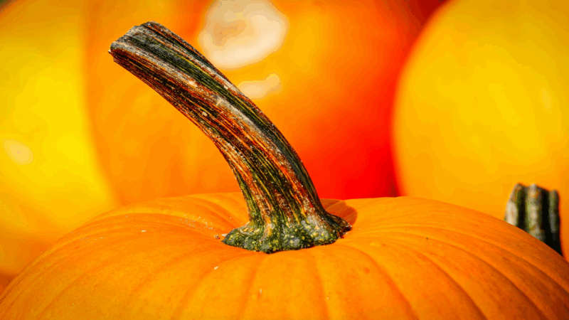 autunno zucca