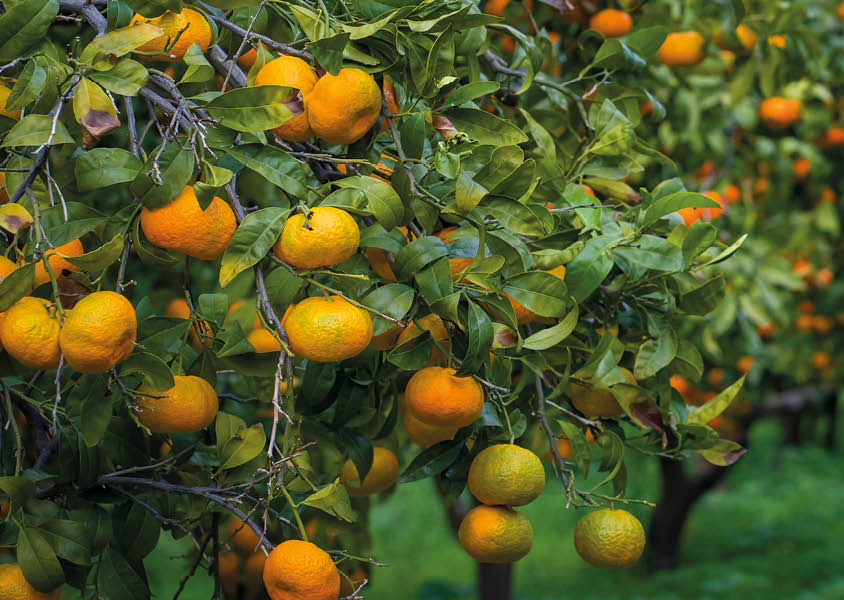 Ogni albero &egrave; una promessa: coltivare frutti bio, riscoprire i sapori, seminare cultura