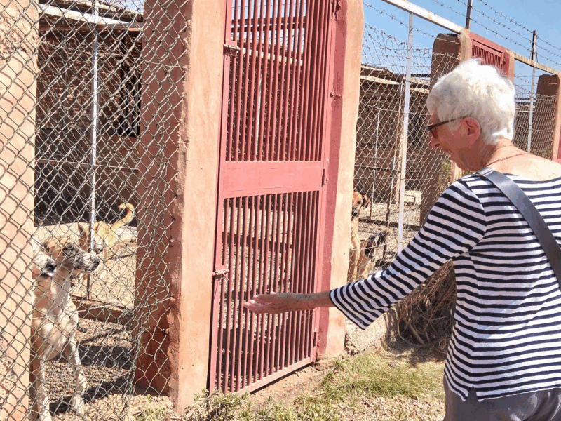 progetto  “Esseri non umani: educazione e sensibilizzazione al benessere animale in Marocco”