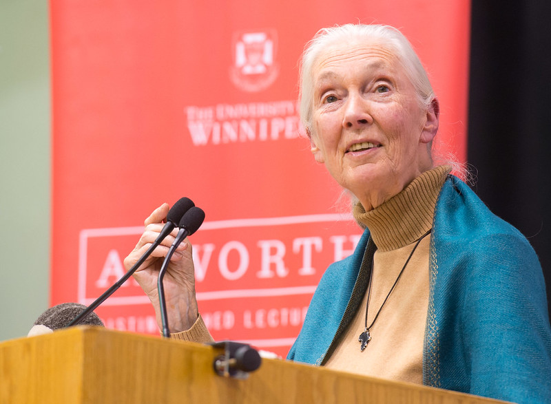 jane goodall
