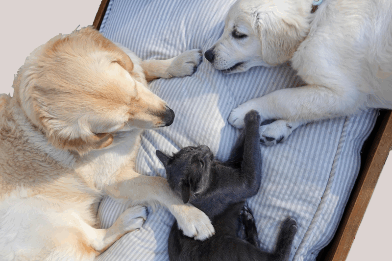 cani gatti animali