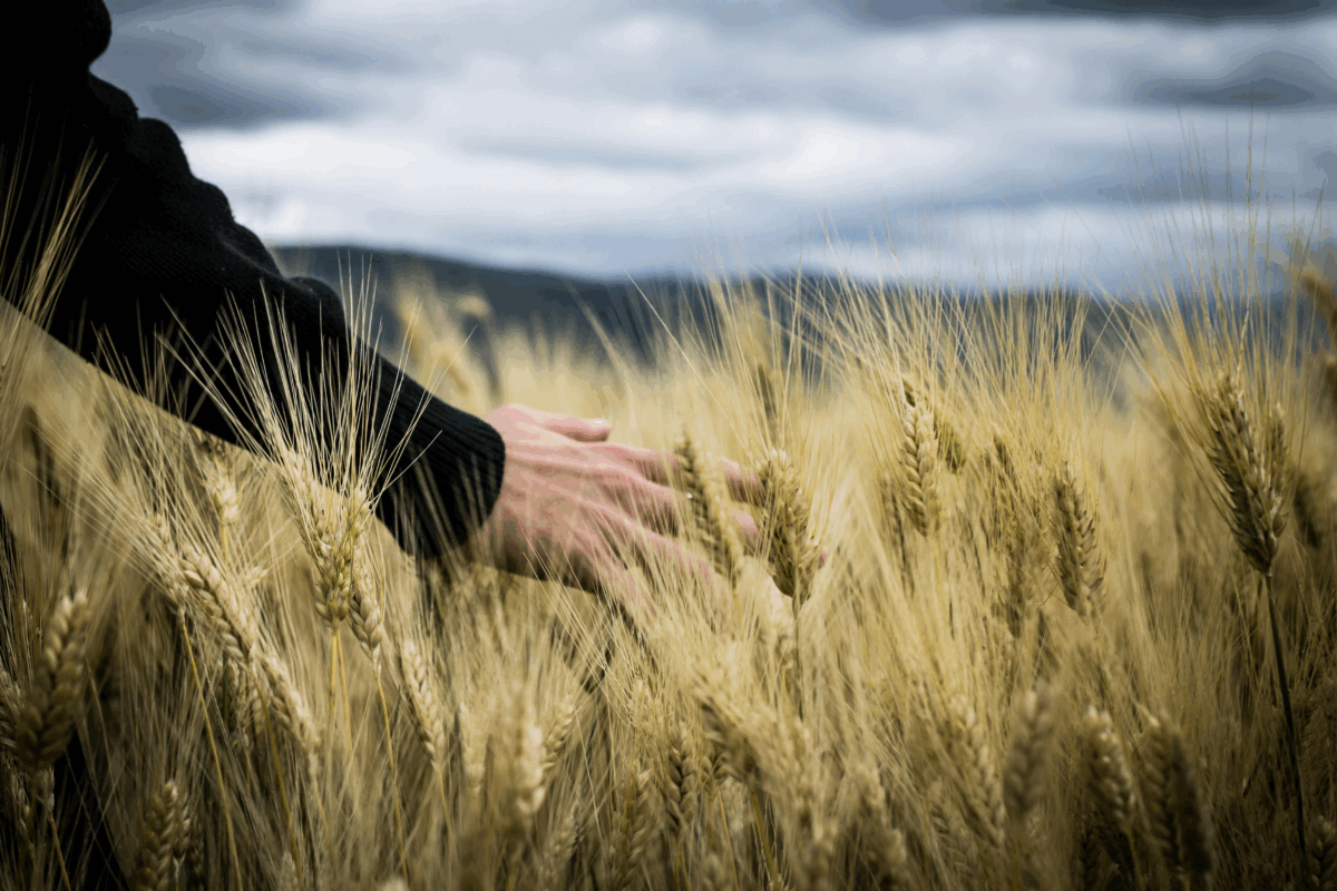 Terra Comune. Una nuova alleanza per un cibo giusto e sano