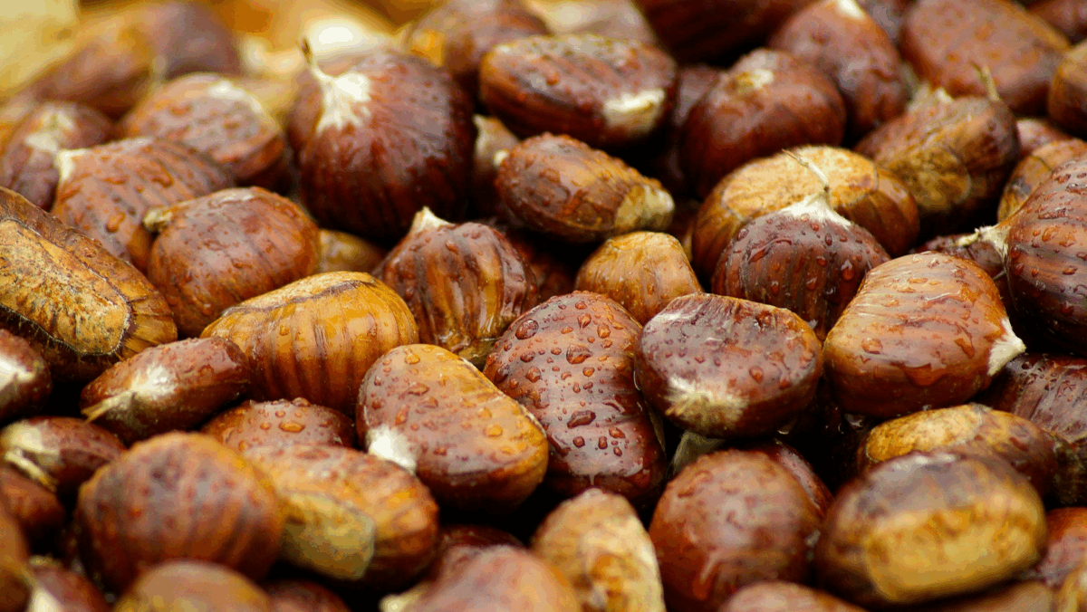 Slow Food: &laquo;Il castagno come risorse per la montagna&raquo;