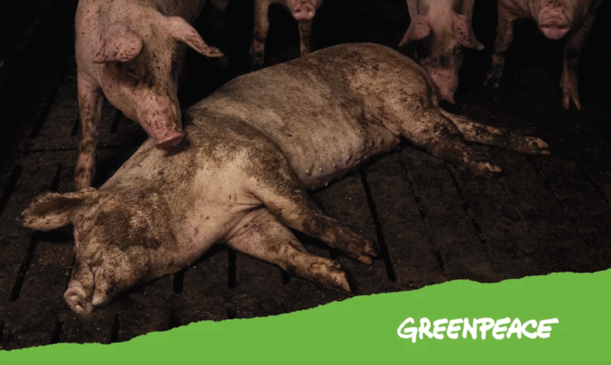 Greenpeace: esposto contro allevamento intensivo nel ferrarese